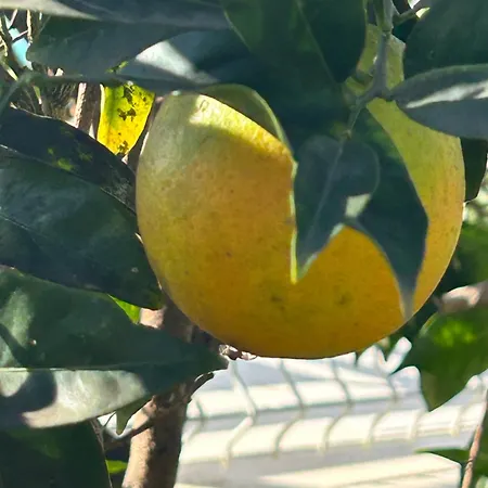 בית הארחה Casa Nova 4*